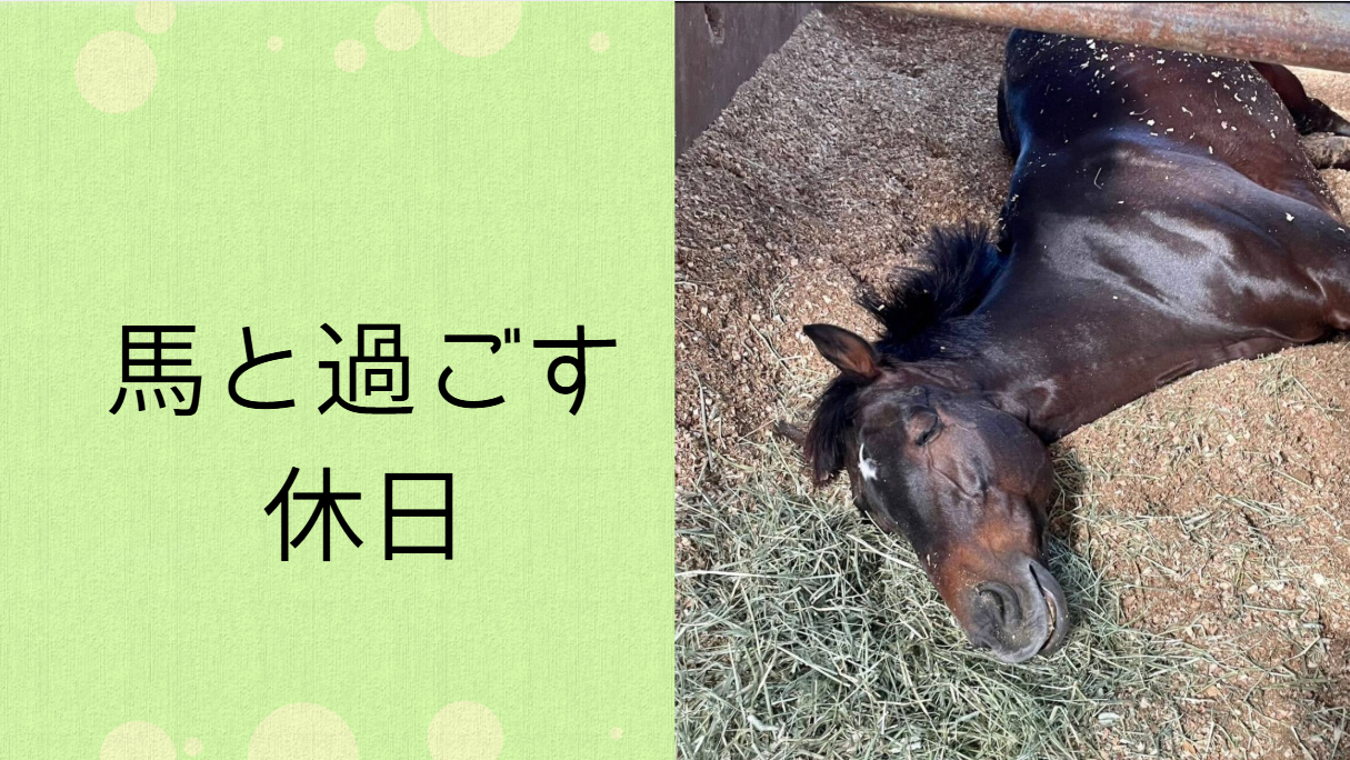 投稿についてもっと詳しく 2025年度馬術講習会
